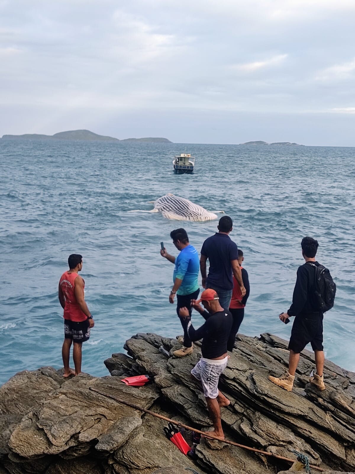 Baleia Jubarte encalhada nos costões rochosos da Praia de Caravelas em Búzios, é rebocada para alto mar nesta quinta-feira