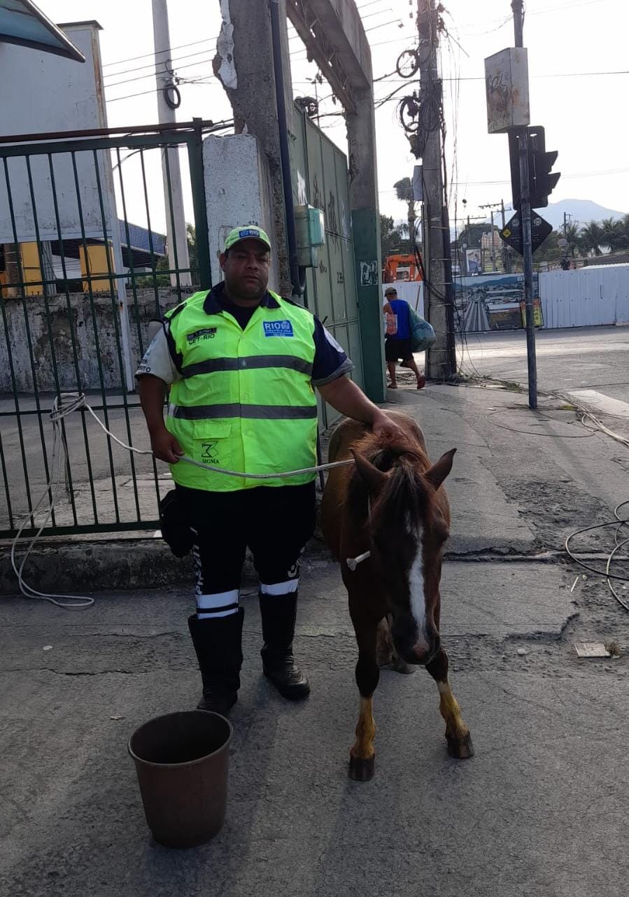 Operadores de trânsito da CET-Rio participam de resgate de cavalo em calha do BRT - Prefeitura da Cidade do Rio de Janeiro