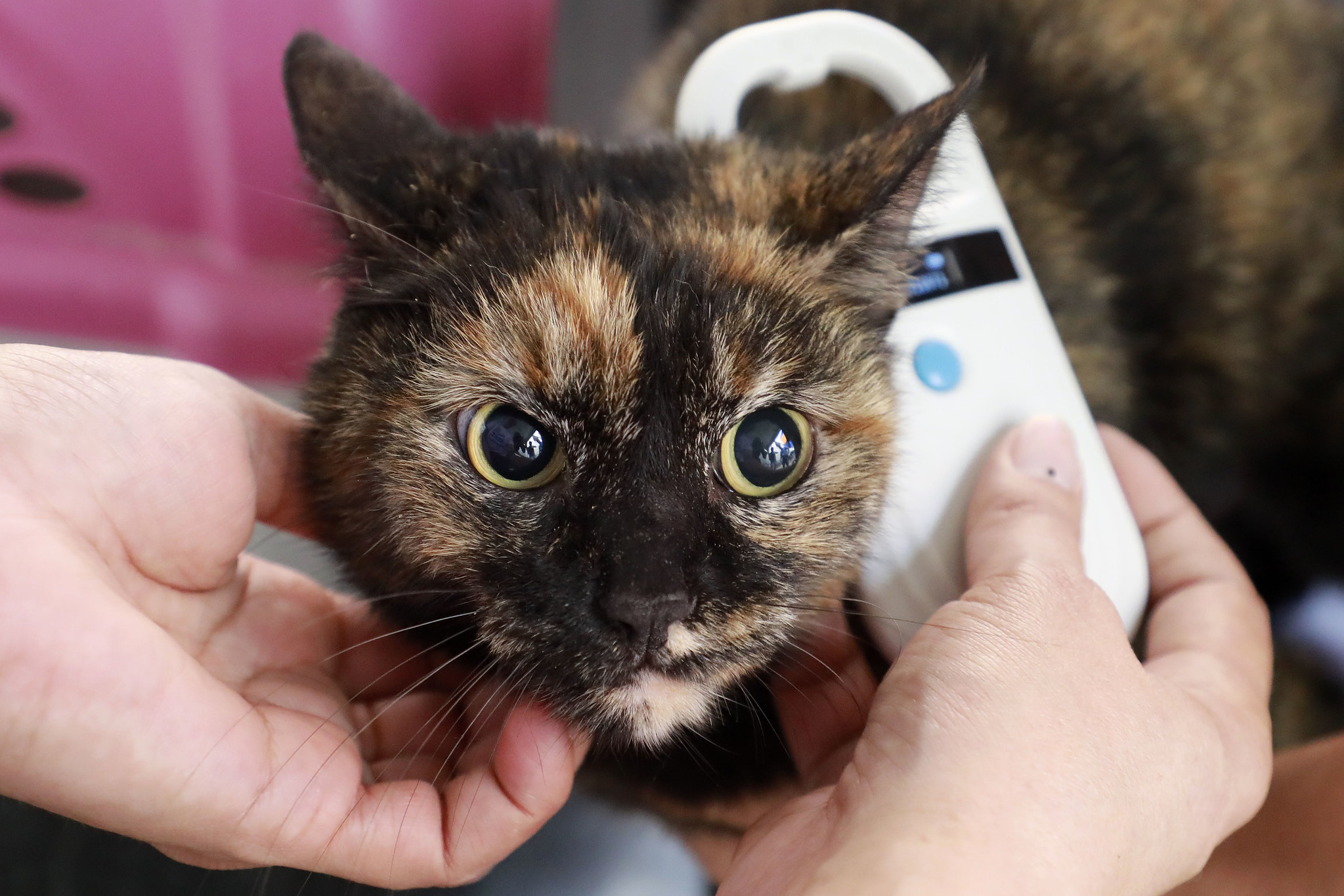 'Carteira de identidade' digital para cães e gatos cariocas é regulamentada na cidade do Rio - Prefeitura da Cidade do Rio de Janeiro