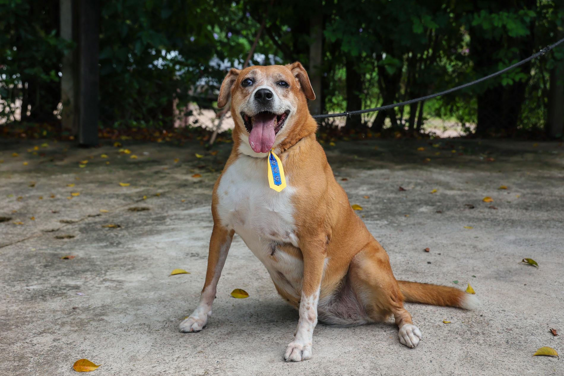 DEBEA incentiva adoção de PETs com deficiência